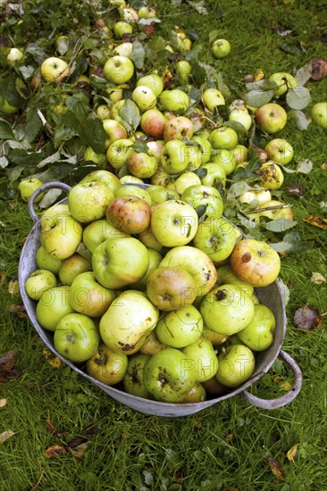 Cooking apples collected in metal tub