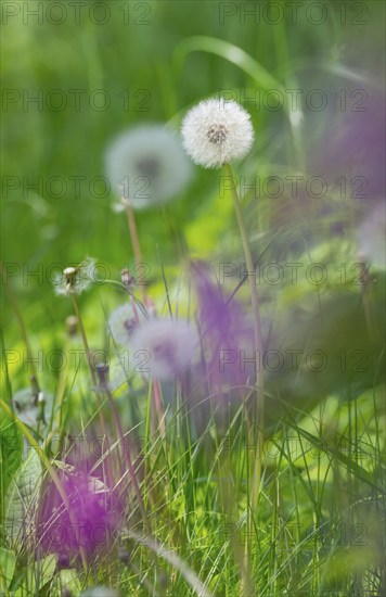 Detailed photograph of dandelions with blurred purple flowers in the foreground, common dandelion (Taraxacum ruderalia) on a green meadow, seed head with seeds on a parasol (pappus), parasol flyer, macro shot, close-up, spring, spring, summer, Allertal, Lower Saxony, Germany, Europe