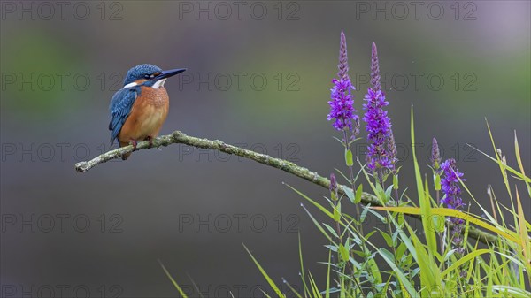 Common kingfisher (Alcedo atthis) Indicator for clean watercourses, juvenile bird, habitat, flying gem, common purple loosestrife (Lythrum salicaria), Middle Elbe River Landscape, Middle Elbe Biosphere Reserve, Saxony-Anhalt, Germany, Europe