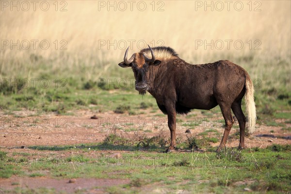 White-tailed wildebeest (Connochaetes gnou), adult, alert, Mountain Zebra National Park, Eastern Cape, South Africa, Africa