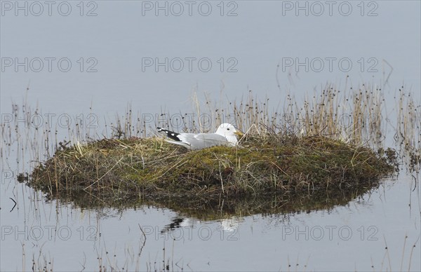 Common gull (Larus canus) breeding on a small island in a lake, Lapland, Northern Norway, Norway, Scandinavia, Europe