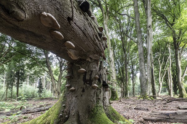 Tinder fungus (Fomes fomentarius) on bent copper beech (Fagus sylvatica), Emsland, Lower Saxony, Germany, Europe