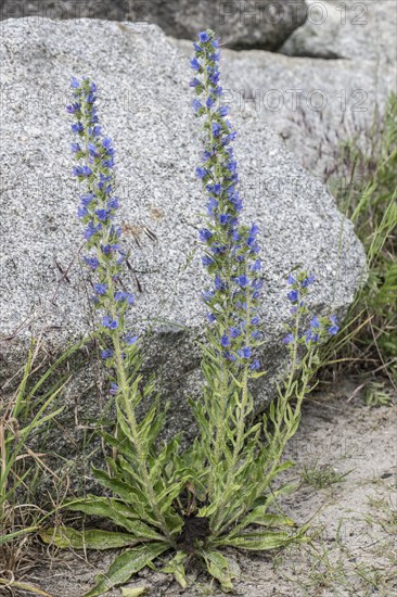 Viper's bugloss (Echium vulgare), Mecklenburg-Western Pomerania, Germany, Europe