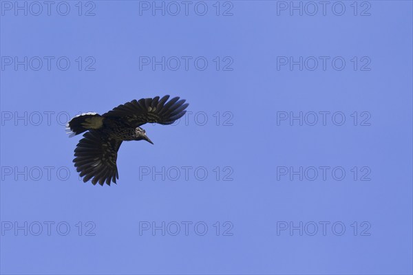 Spotted nutcracker, Eurasian nutcracker (Nucifraga caryocatactes) in flight in the Alps