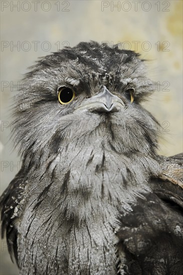 Tawny frogmouth (Podargus strigoides), portrait, captive, occurrence in Australia