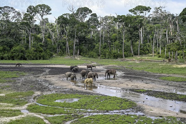 African forest elephants (Loxodonta cyclotis) in the Dzanga Bai forest clearing, Dzanga-Ndoki National Park, Unesco World Heritage Site, Dzanga-Sangha Complex of Protected Areas (DSPAC), Sangha-Mbaéré Prefecture, Central African Republic, Africa