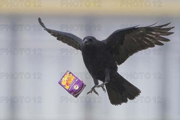 A carrion crow (Corvus corone), flying, losing a sap packet from its beak, Hesse, Germany, Europe