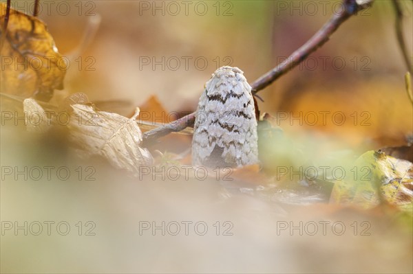 Magpie mushroom (Coprinopsis picacea) growing in a forest in autmn, Bavaria, Germany, Europe