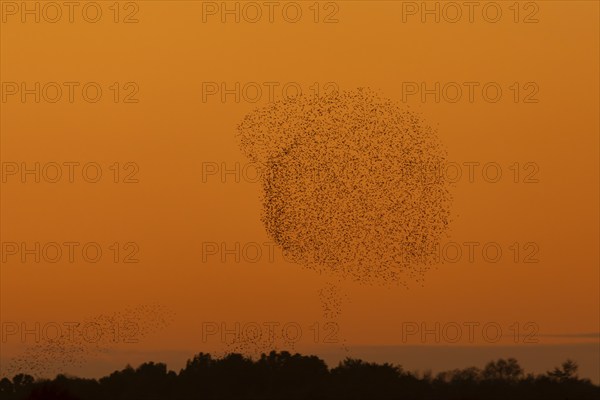 Common starling (Sturnus vulgaris) adult birds flying in a large flock as a murmuration at sunset, Suffolk, England, United Kingdom, Europe