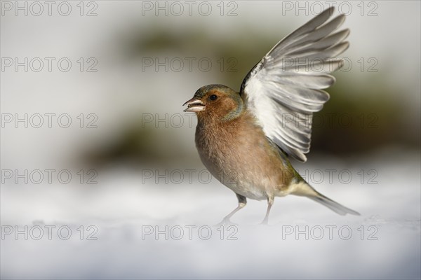 Chaffinch (Fringilla coelebs), male, opens his wings, in the snow, winter feeding, Oberhausen, Ruhr area, North Rhine-Westphalia, Germany, Europe