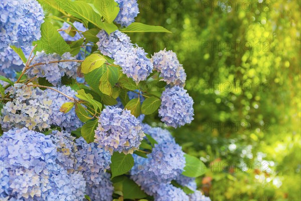 Bigleaf hydrangea (Hydrangea macrophylla), also garden hydrangea, flowering hydrangea, blue and purple flowers and green leaves, hydrangea, hydrangea flowers, hydrangea blossom, hydrangea bush, hydrangea plant in a garden, sunny day, summer, bright, sunshine, light, freshly blossomed, close-up with bokeh in the background, Mecklenburg Lake District, Mecklenburg-Vorpommern, Germany, Europe