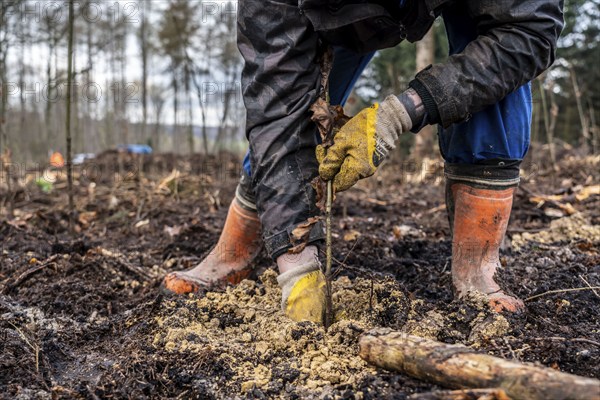 Reforestation in the Arnsberg Forest near Rüthen-Nettelstädt, Soest district, forestry workers plant young oak trees, 2 years old, in previously drilled holes, on the site of a spruce forest that had died and been felled due to heavy bark beetle infestation, North Rhine-Westphalia, Germany, Europe