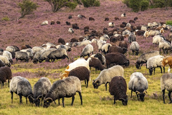 Heidschnucken herd, in the Lüneburg Heath, near Niederhaverbeck, heather blossom of the broom heather, in the Lüneburg Heath nature reserve, Lower Saxony, Germany, Europe