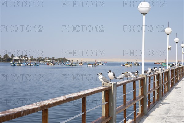 Seagulls (Larinae) on a pier or jetty, behind colourful fishing boats in the bay of Paracas, Reserva Nacional de Paracas, Ica region, Pisco province, Peru, South America