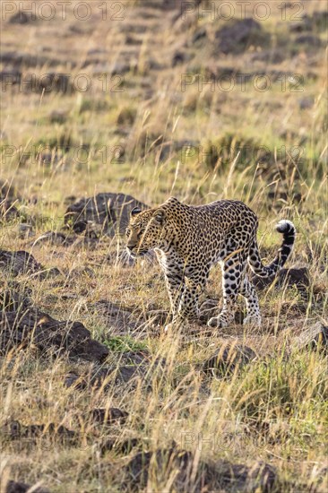 Leopard (Panthera pardus) walking on the savannah in east africa, Maasai Mara National Reserve, Kenya, Africa