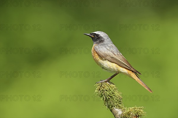 Redstart (Phoenicurus phoenicurus), Bird of the Year 2025, male on mossy branch, songbird, wildlife, Siegerland, North Rhine-Westphalia, Germany, Europe