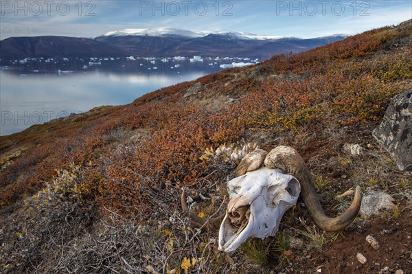 Bleached skull of a musk ox in autumnal arctic landscape, Kong Oscar Fjord, Northeast Greenland National Park, Greenland, North America