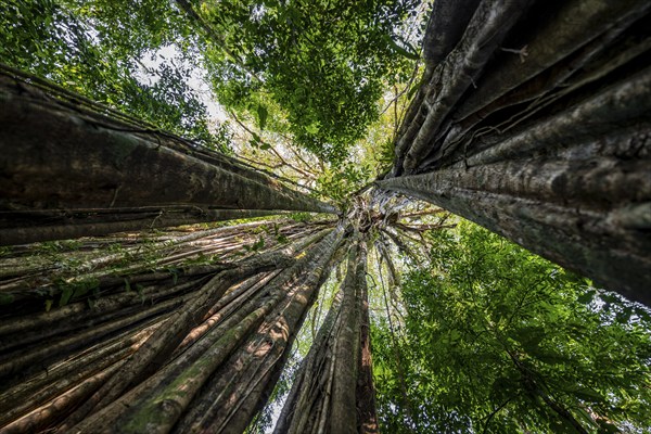 Hanging roots of a giant strangler fig (Ficus americana), looking upwards, in the rainforest, Corcovado National Park, Osa, Puntarena Province, Costa Rica, Central America