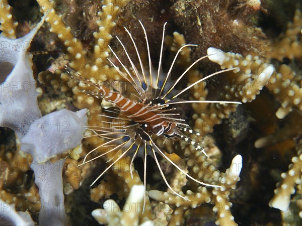 An antenna lionfish (Pterois antennata) hovers between stony corals, dive site Twin Reef, Penyapangan, Bali, Indonesia, Asia