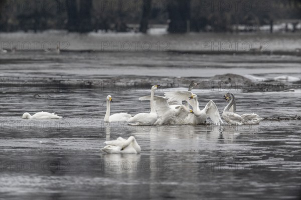 Tundra swans (Cygnus bewickii), fighting, Emsland, Lower Saxony, Germany, Europe