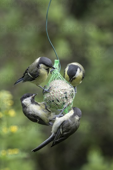 Great tits (Parus major) at the tit dumpling, Emsland, Lower Saxony, Germany, Europe