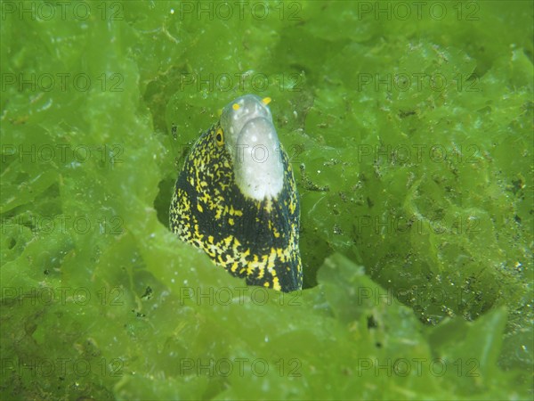 A moray eel, star spotted moray eel (Echidna nebulosa), looks out from its hiding place in green algae, dive site Secret Bay, Gilimanuk, Bali, Indonesia, Asia