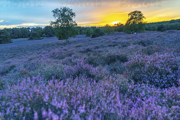 The Westruper Heide, in the Hohe Mark Westmünsterland nature park Park, near Haltern am See, heather blossom, North Rhine-Westphalia, Germany, Europe