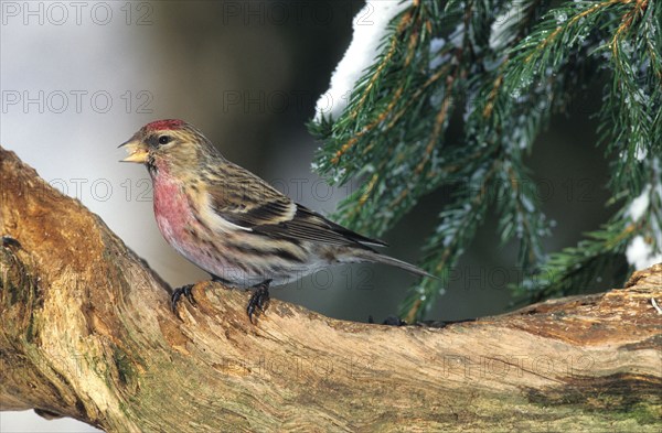 Redpoll (Acanthis flammea) at the feeding site, Allgäu, Bavaria, Germany, Allgäu, Bavaria, Germany, Europe