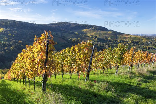 Autumnal vineyards with colourful leaves under bright sunshine in a hilly landscape, Strümpfelbach, Rems Valley, Baden-Württemberg, Germany, Europe