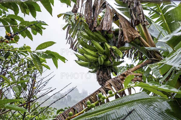 Banana tree, Cocora Valley, Salento, Quindio, Colombia, South America