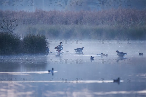 Egyptian geese (Alopochen aegyptiaca), Germany, Europe