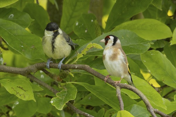 European goldfinch (Carduelis carduelis) and Great tit (Parus major) adult birds in a garden Magnolia tree, England, United Kingdom, Europe