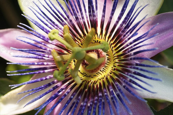 Flower impression, blue passion flower (Passiflora caerulea)