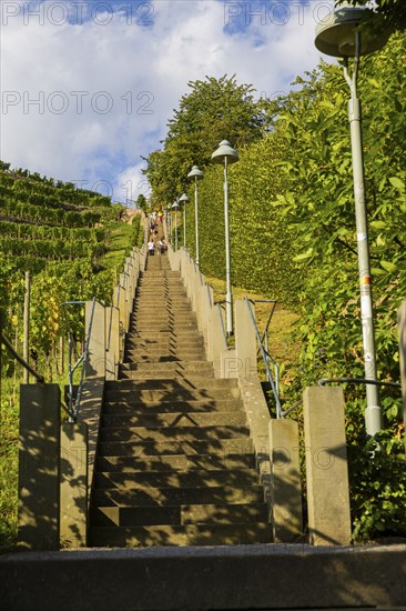 The Spitzhaus staircase is located in the Saxon town of Radebeul. It connects the Hoflößnitz vineyard with the Spitzhaus and the Bismarck Tower. The staircase, including the shell pavilion at the top, is a heritage-protected building, Radebeul Weinhänge, Radebeul, Saxony, Germany, Europe