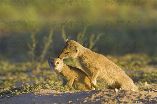 Fox mongoose with young, (Cynictis penicillata) Kalahari, South Africa. Africa, two animals, young animals, South Africa, Africa