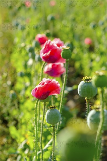 Poppy, (Papaver somniferum), poppy field, Waldviertel grey poppy, poppy village Armschlag, Waldviertel, Lower Austria, Austria, Europe