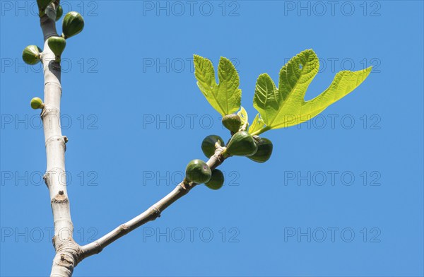 Young fig branch with fresh, green leaves and small figs, real fig (Ficus carica), also fig tree, fruits on the branches, in front of a cloudless, clear blue sky, Peguera or Paguera, Majorca, Spain, Europe