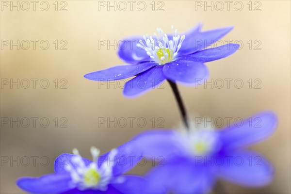 Three-lobed liverwort (Hepatica nobilis), Ranunculaceae, Fridingen, Upper Danube nature park Park, Baden-Württemberg, Germany, Europe