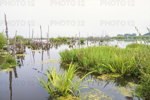 Wetland landscape view with old tree trunks and flowering purple loosestrife (Lythrum salicaria) growing in the water