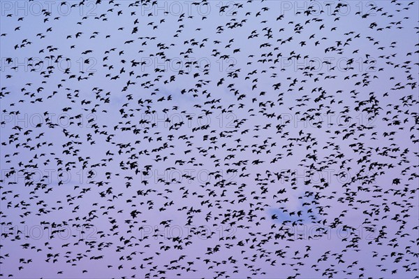 Flock of starlings in flight at dusk against a purple-coloured sky