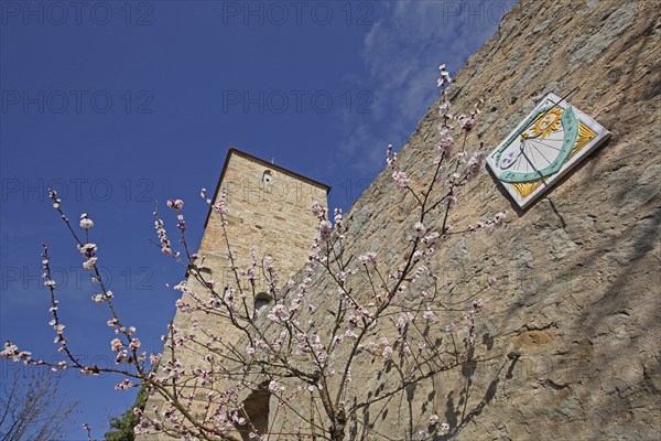 White tower with historic town fortifications, town wall and sundial in spring, blooming, Dinkelsbühl, Middle Franconia, Franconia, Bavaria, Germany, Europe