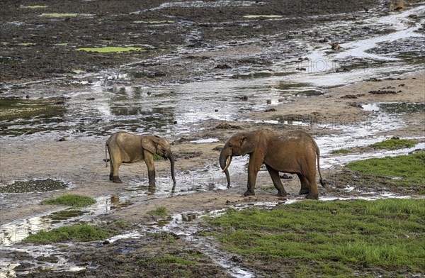 African forest elephants (Loxodonta cyclotis) in the Dzanga Bai forest clearing, Dzanga-Ndoki National Park, Unesco World Heritage Site, Dzanga-Sangha Complex of Protected Areas (DSPAC), Sangha-Mbaéré Prefecture, Central African Republic, Africa