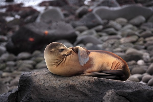 Galapagos sea lion (Zalophus wollebaeki), adult, female, lying, resting, on land, on rocks, Galapagos Islands, Ecuador, South America