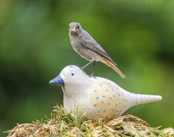 Black redstart (Phoenicurus ochruros), female sitting on a ceramic bird in the garden with food in her beak, Lower Saxony, Germany, Europe