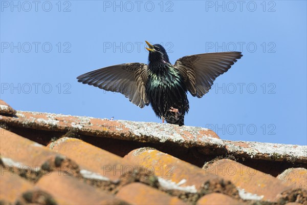 Common Starling (Sturnus vulgaris) adult male, in breeding plumage, singing and displaying on roof top, Hesse, Germany, Europe