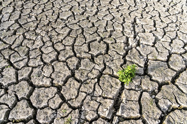 Dry soil, cracked, only a few weeds growing out of the ground, dried-up riverbed, in a side arm of the Rhine, near Duisburg