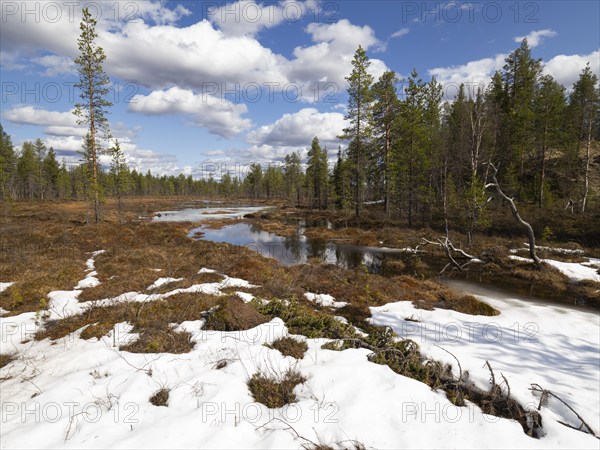 Bog and marshland, with pools of water and remnants of snow, amongst coniferous forestry, May, Finnish Lapland