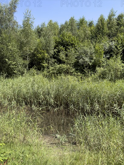 Common reed (Phragmites australis) Common reed growing in stream in landscape conservation area in front of greened former mining slag heap Halde Schöttelheide, Bottrop, North Rhine-Westphalia, Germany, Europe