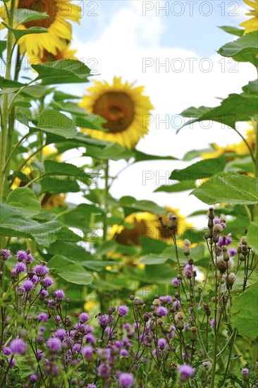 Field of sunflowers and thistles, July, Saxony, Germany, Europe