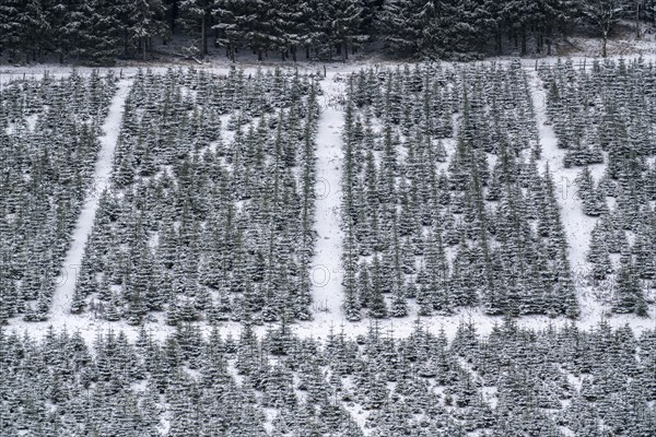 Tree protection, Christmas trees, protection, young fir trees in winter, Sauerland near Altastenberg